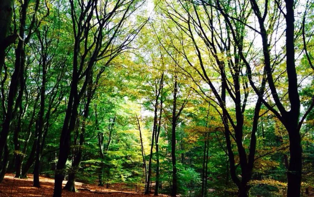 Park Het Speulderbos