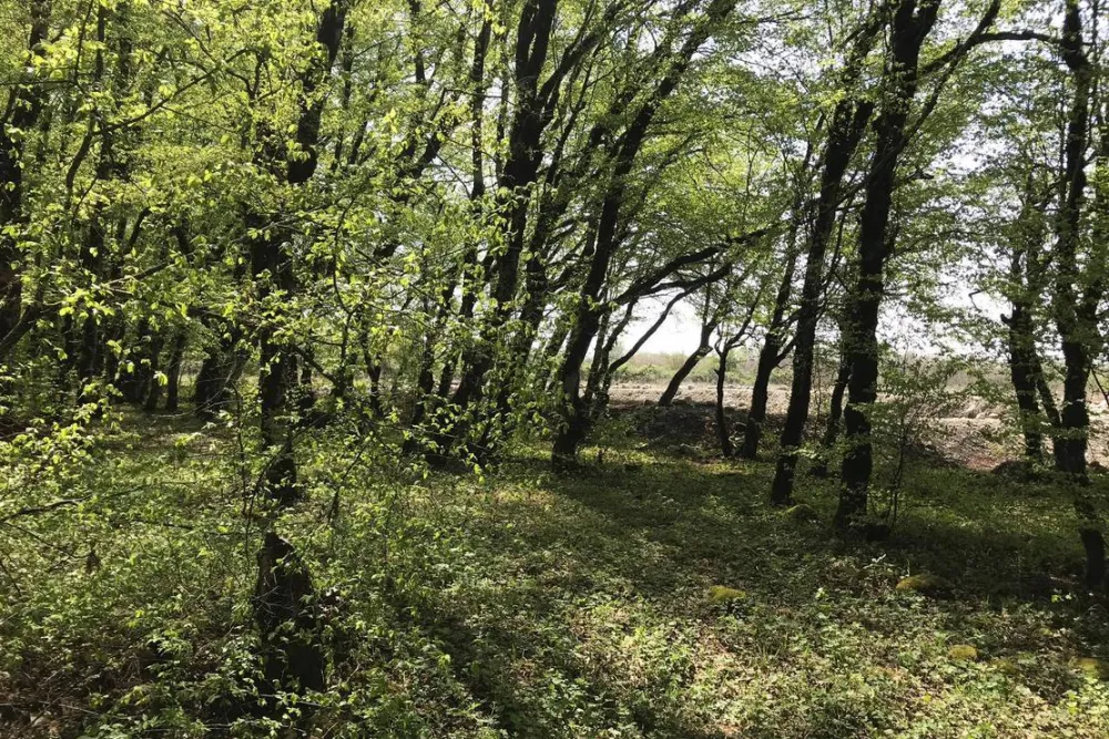 CAMPING AISI IN LAGODEKHI