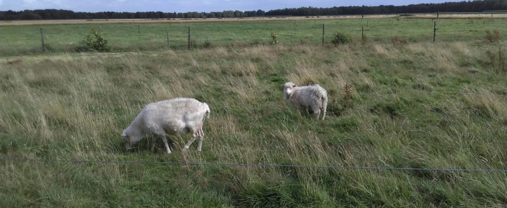 Landschapscamping Het Veentieshof