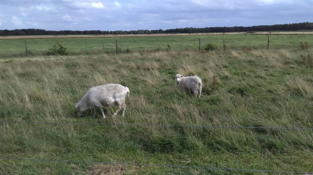 Landschapscamping Het Veentieshof