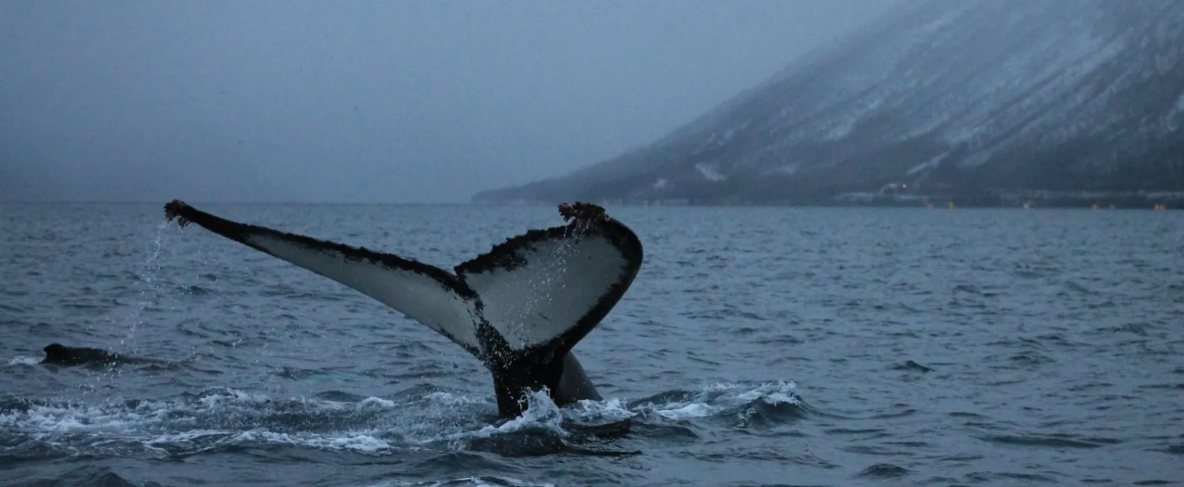 Sandnes Fjord Camping