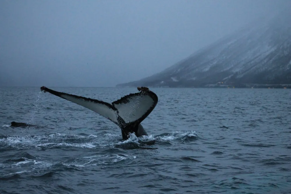 Sandnes Fjord Camping