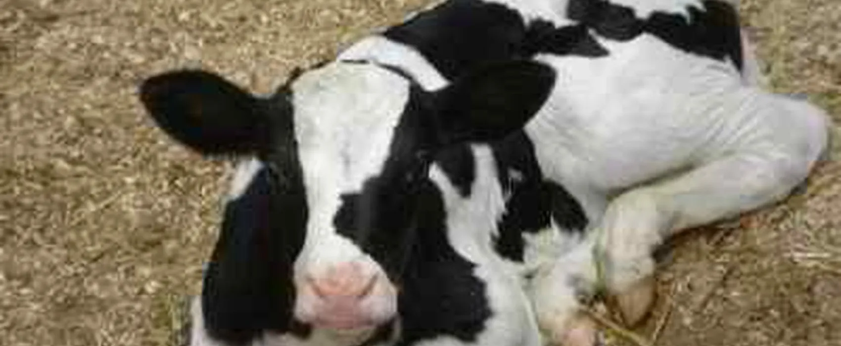 Boerderijcamping Hoeve Margriet