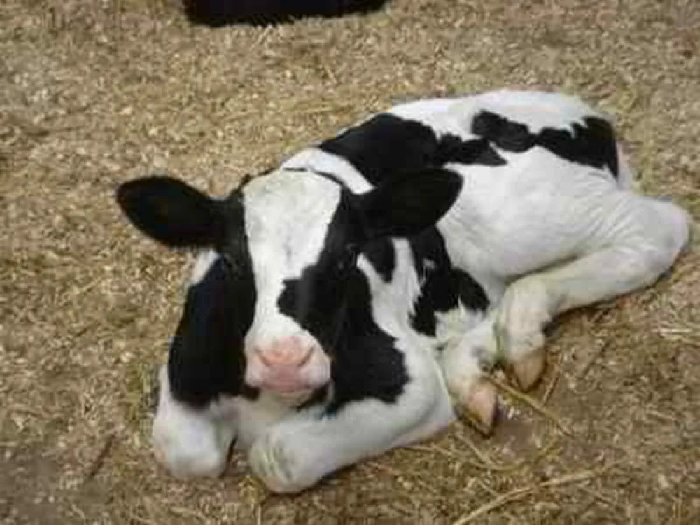 Boerderijcamping Hoeve Margriet