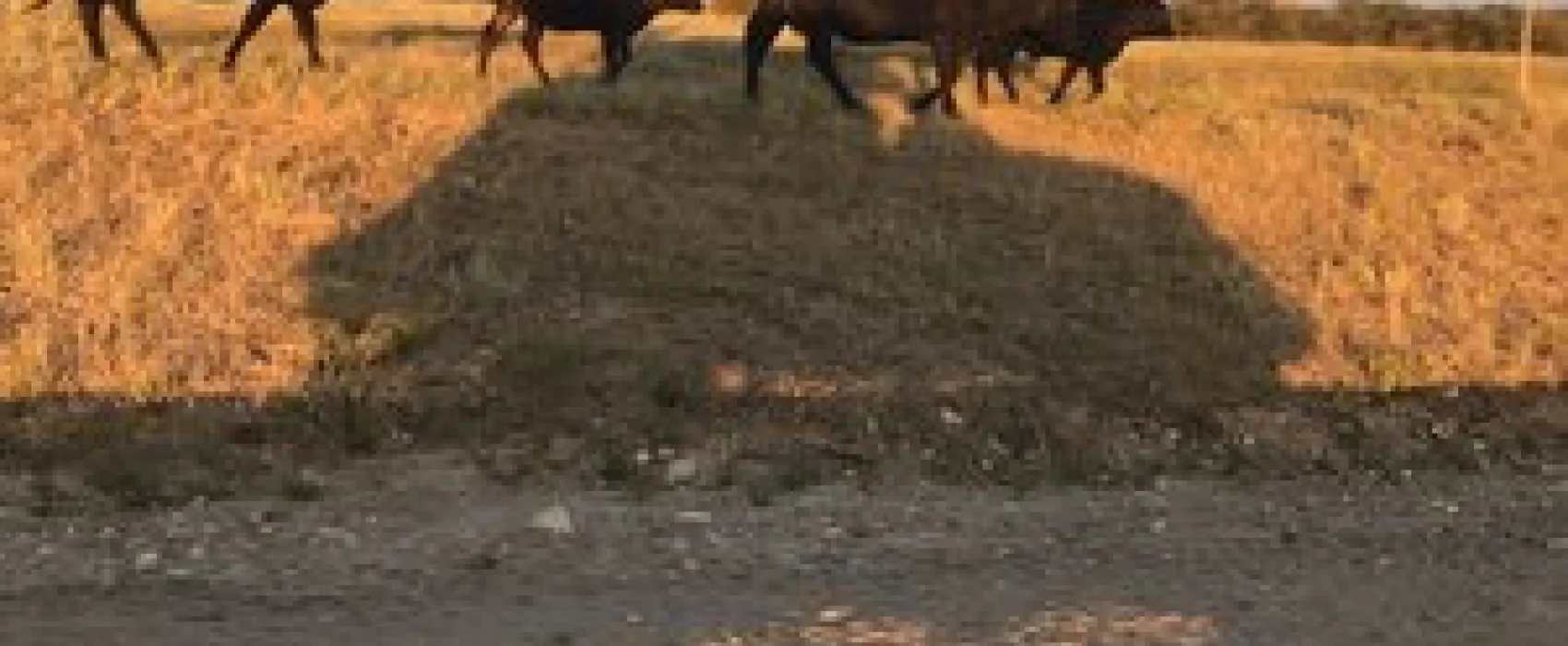 Bow River Campground