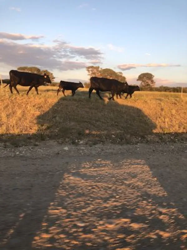Bow River Campground