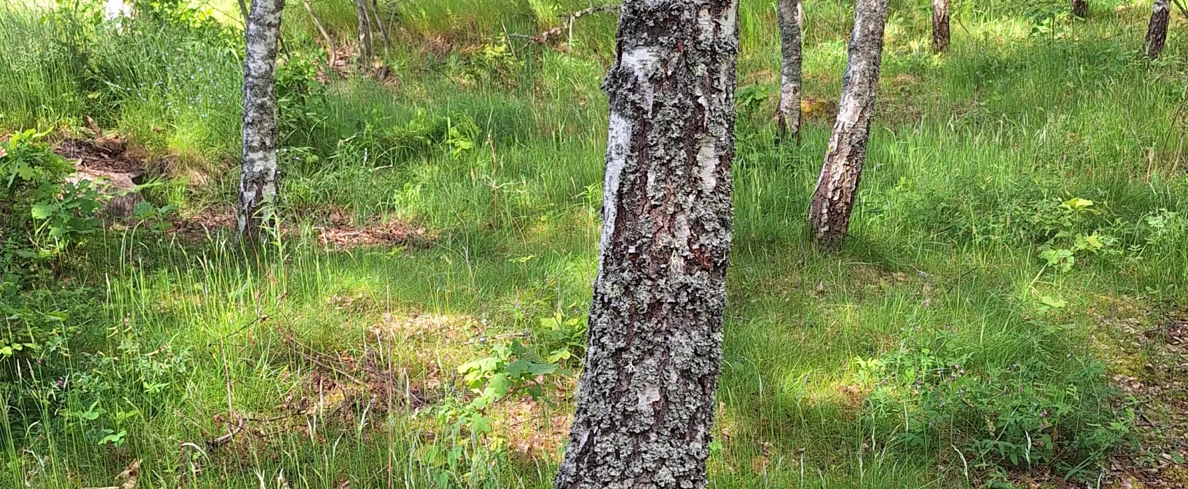 Bigård Birgittas ställplats