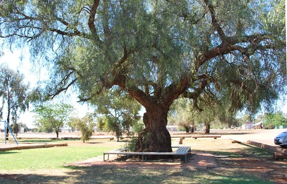 Tullibigeal Park Campground