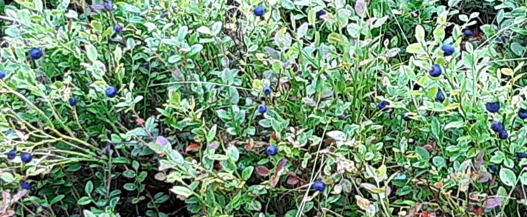 Sandsjögården – Holiday Resort