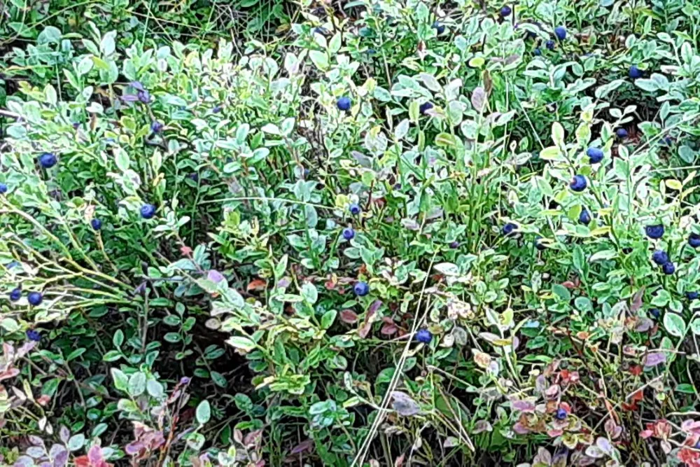 Sandsjögården – Holiday Resort