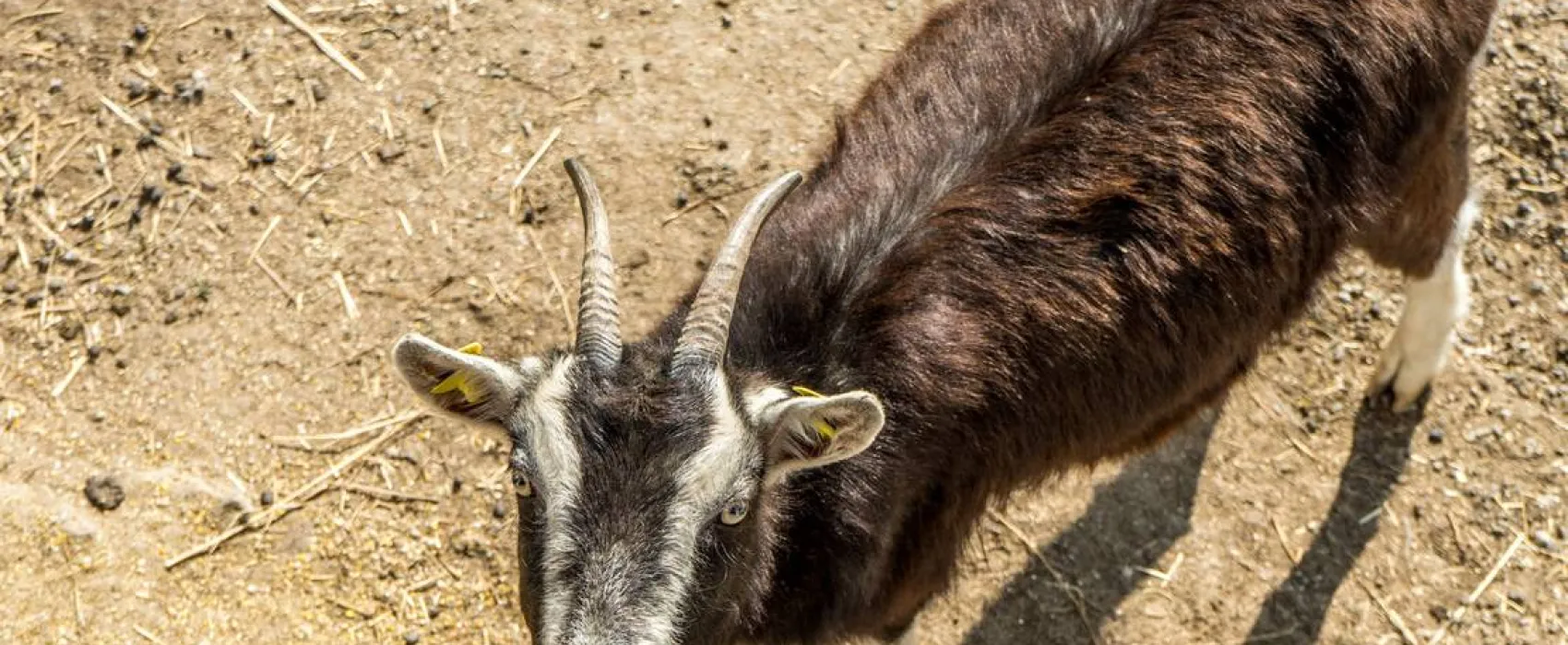Historische Mühle Vogelsang