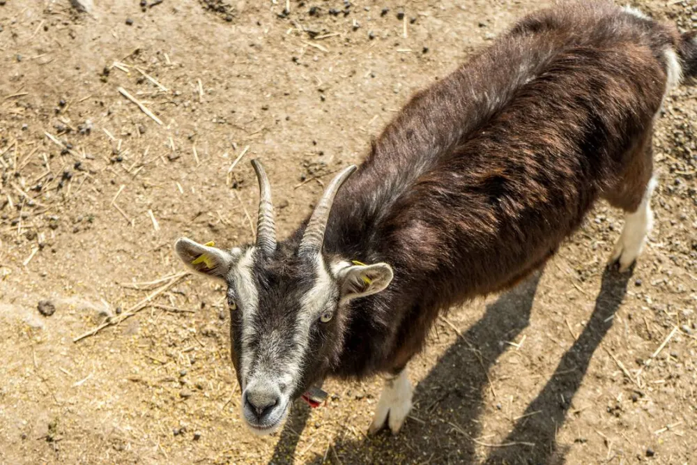 Historische Mühle Vogelsang