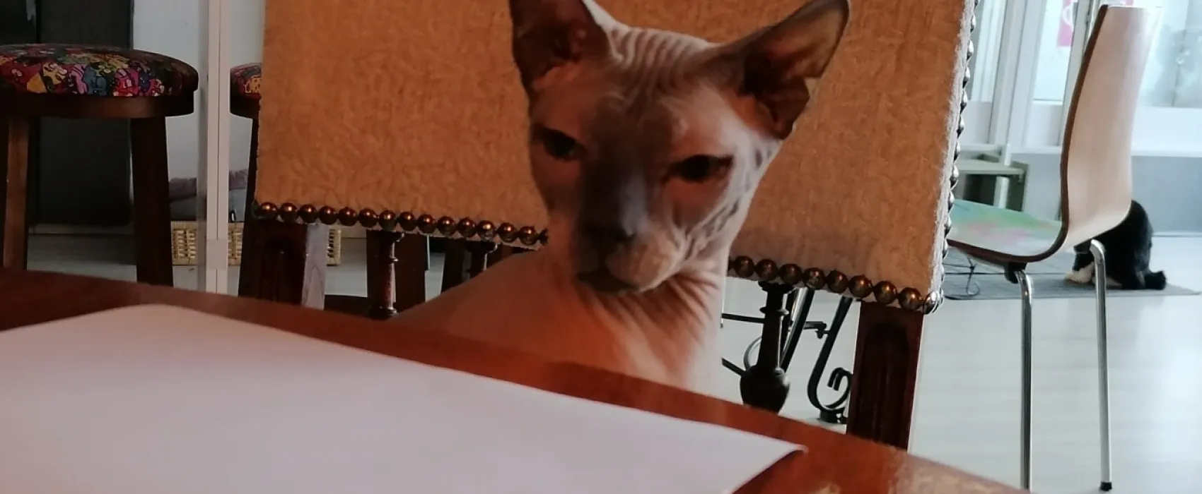 Kissakahvila Tiramisu