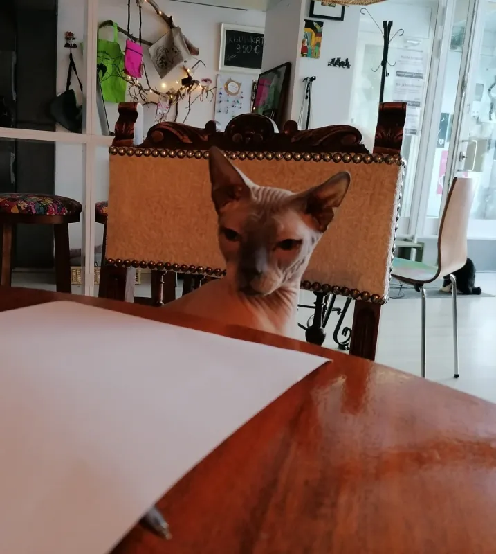 Kissakahvila Tiramisu