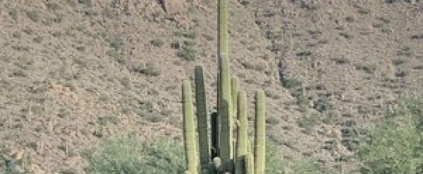 Shores Recreation Site