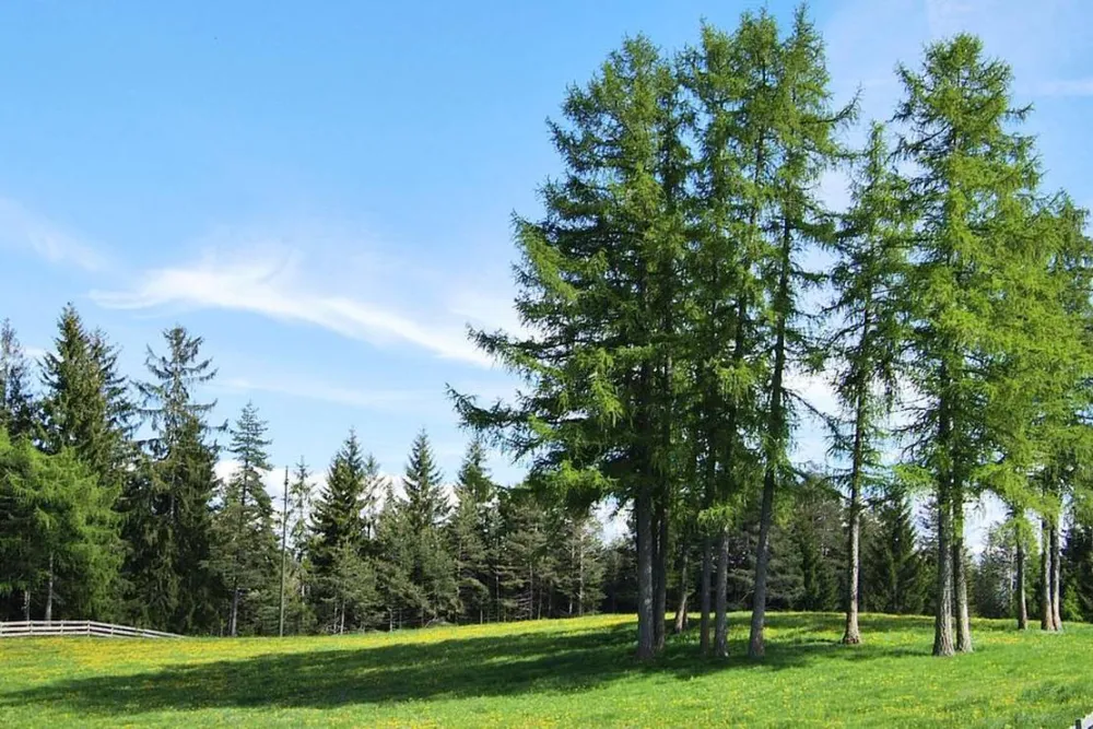 Camping Chalet Natur Idyll Salten