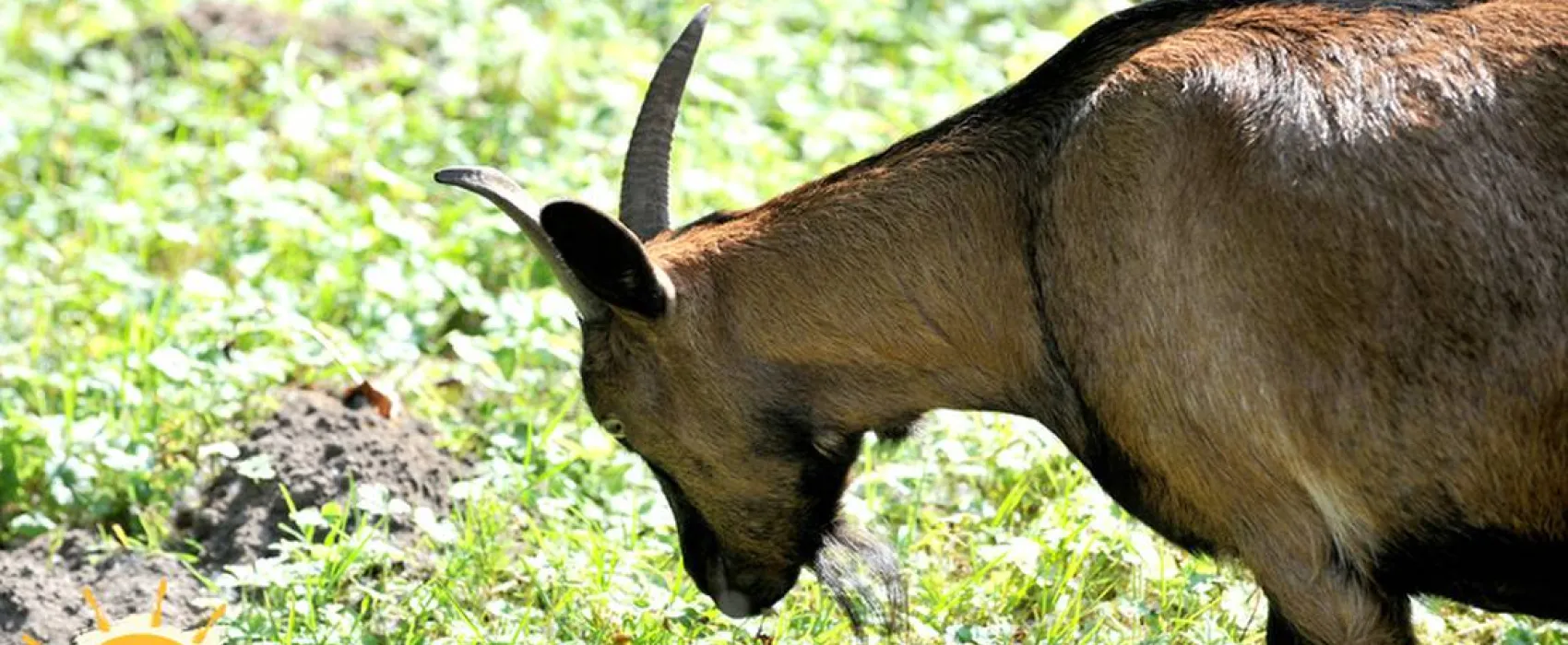 Campingparadies Lippstädter Seenplatte