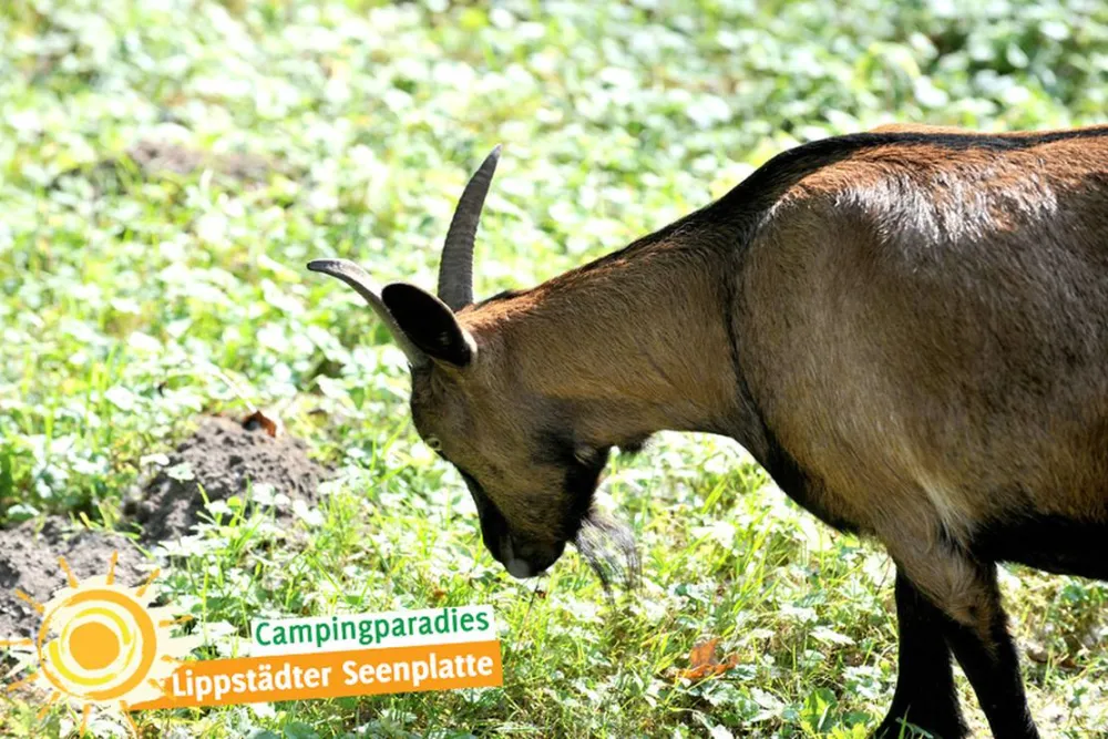 Campingparadies Lippstädter Seenplatte