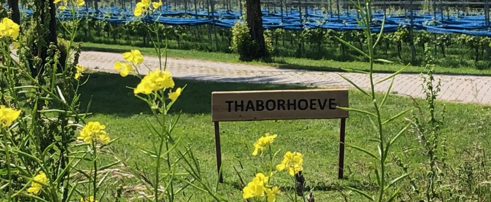 Thaborhoeve
