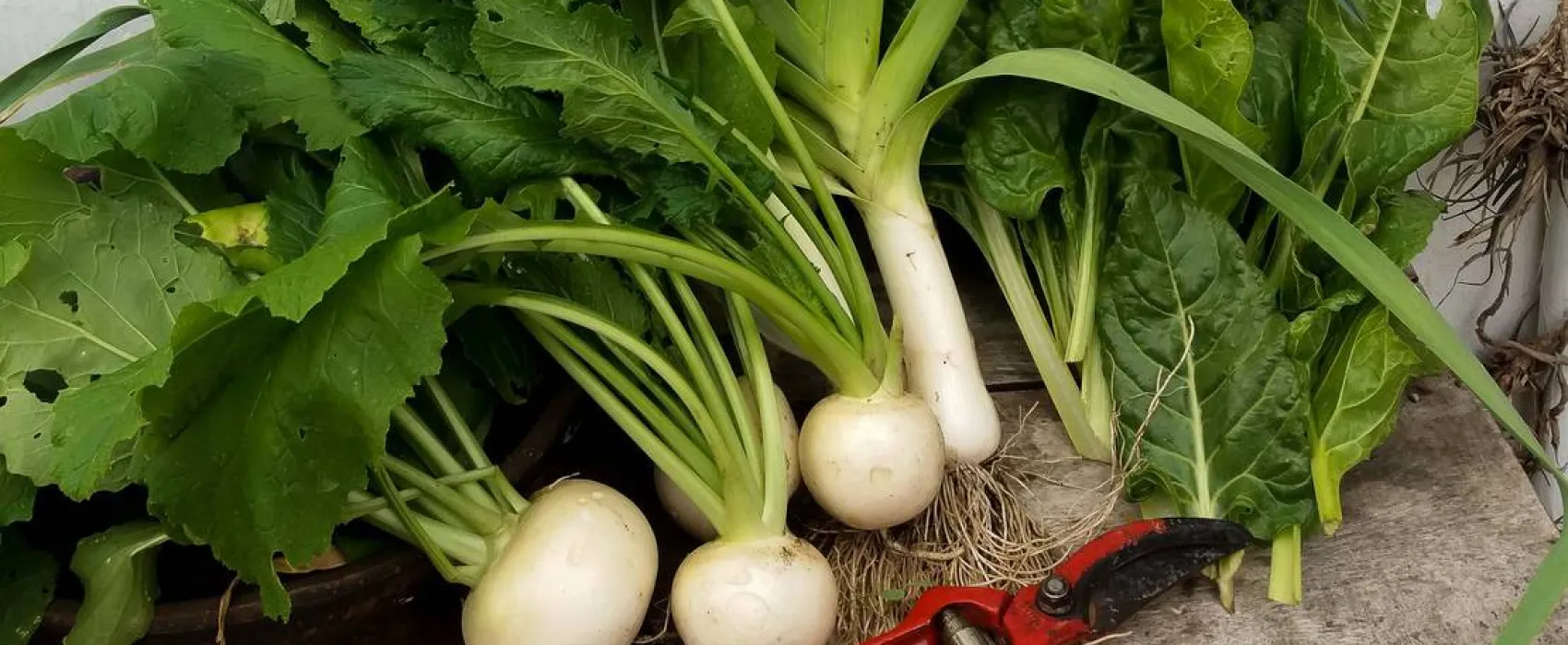 AbbyVille - Romantic Eco Camp