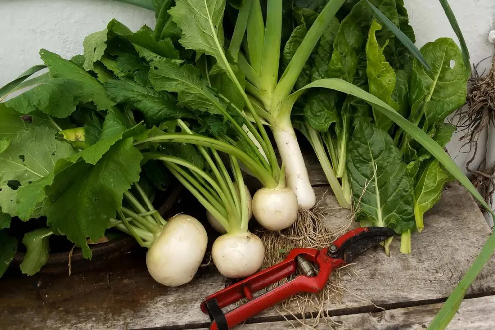 AbbyVille - Romantic Eco Camp