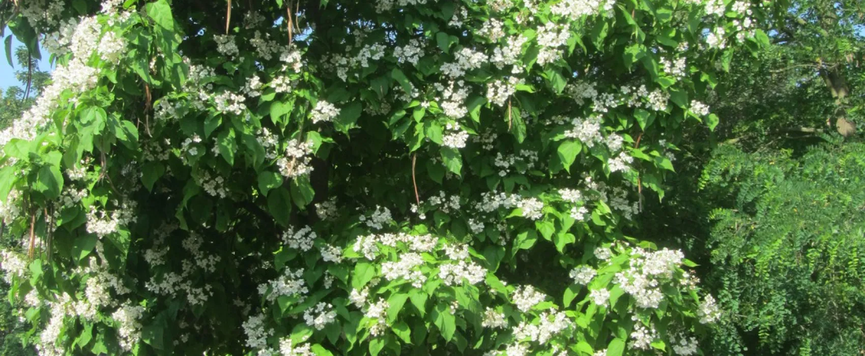 Municipal des Trois Châteaux