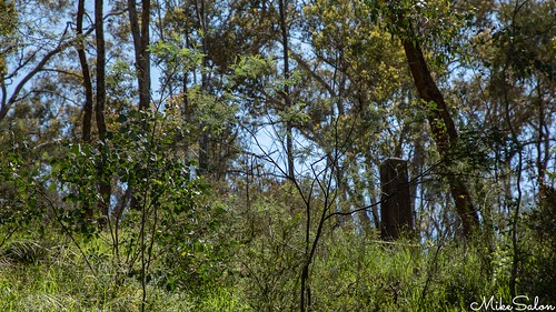 Ophir Reserve Campground photo 3