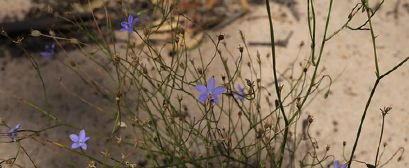 Western Beach Campground