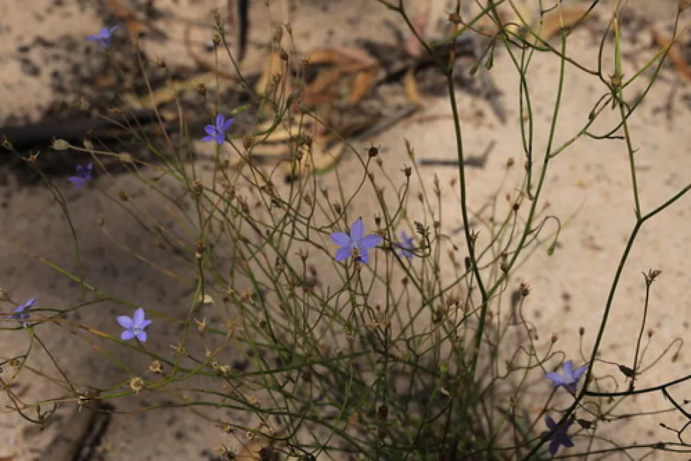 Western Beach Campground