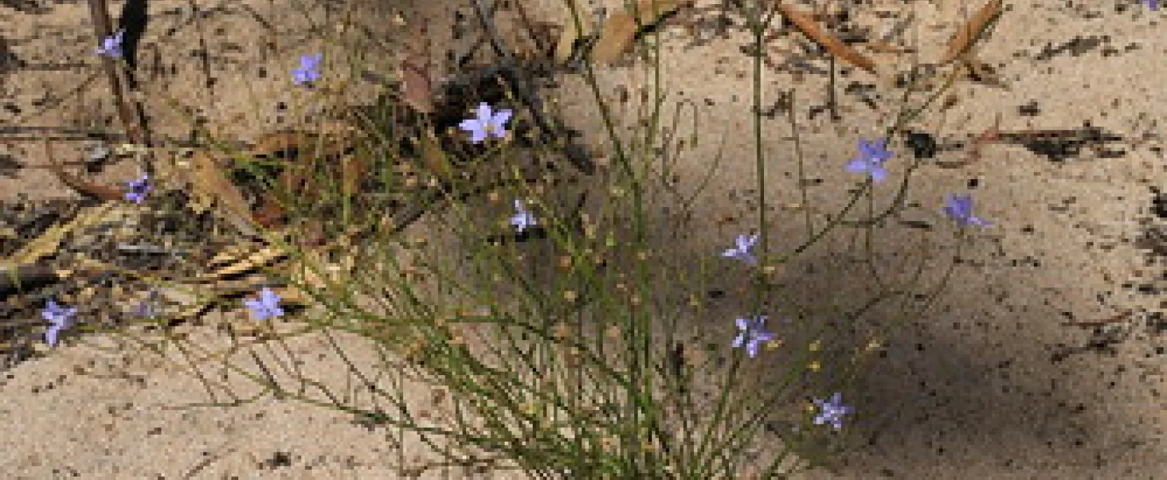 Western Beach Campground