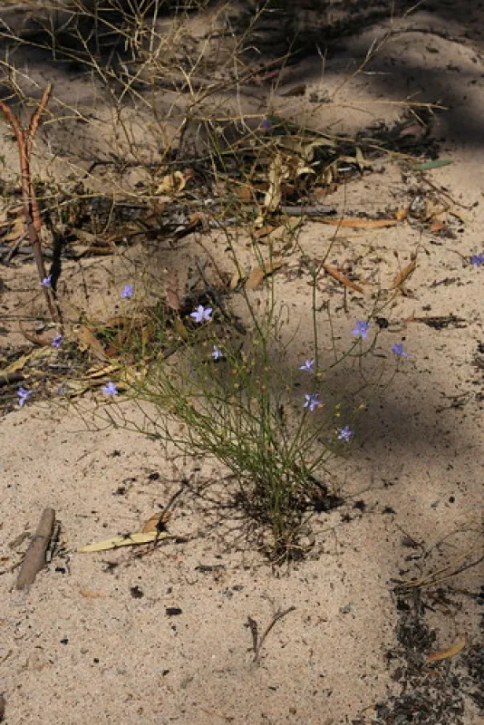 Western Beach Campground