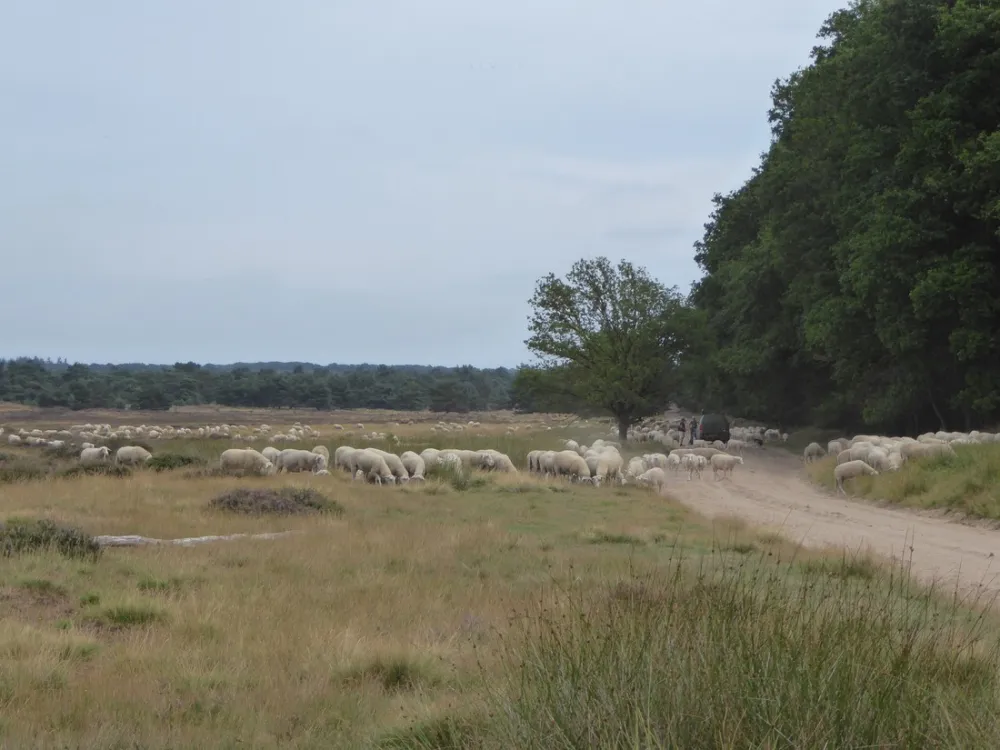 Minicamping De Oldenhove