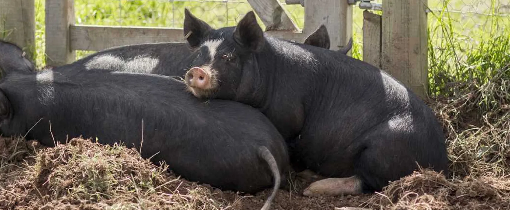 Becks Bay Camping and Glamping