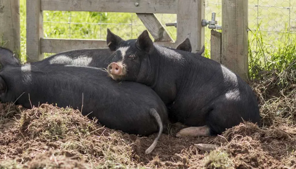 Becks Bay Camping and Glamping