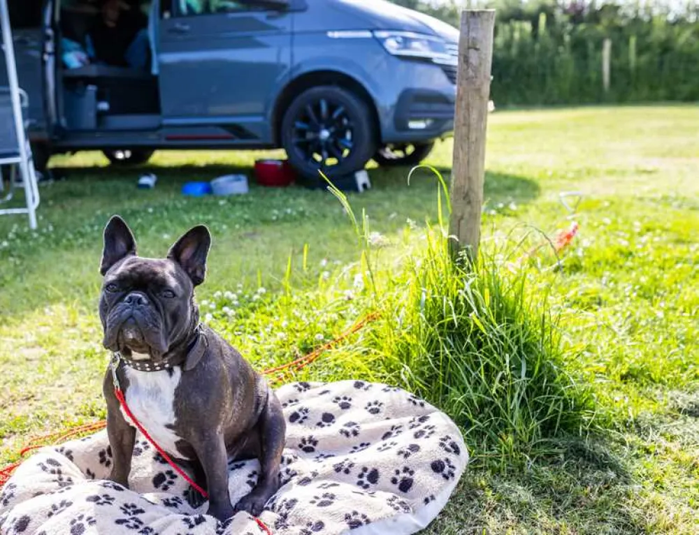 Becks Bay Camping and Glamping