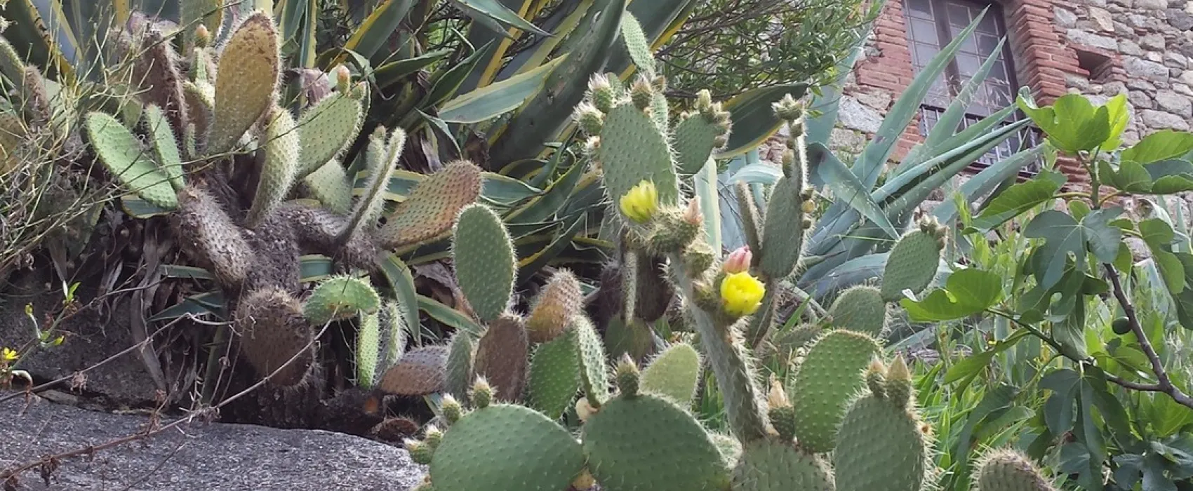 Municipal des Escoumes