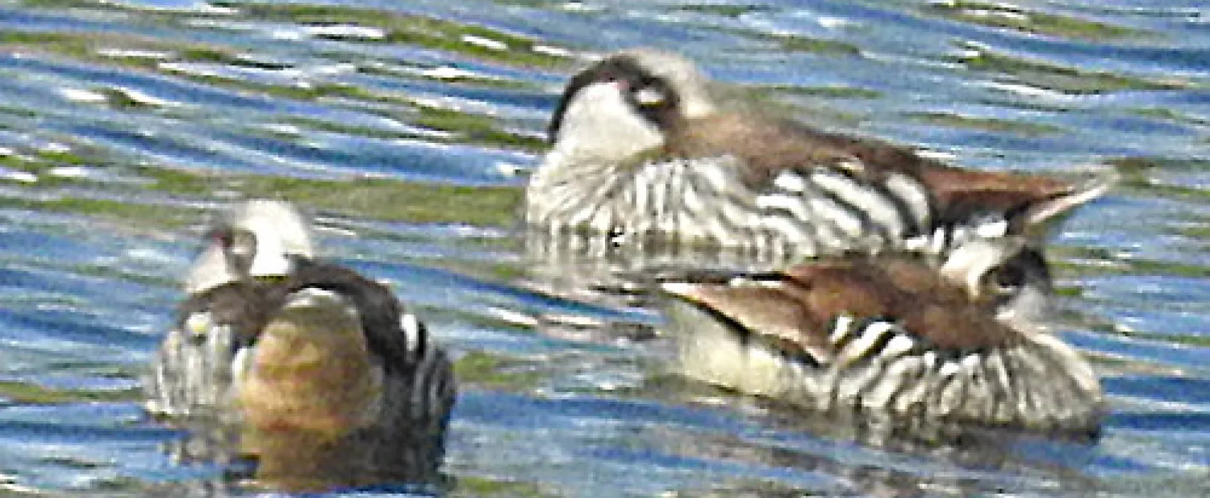 Carcoar Dam Campground