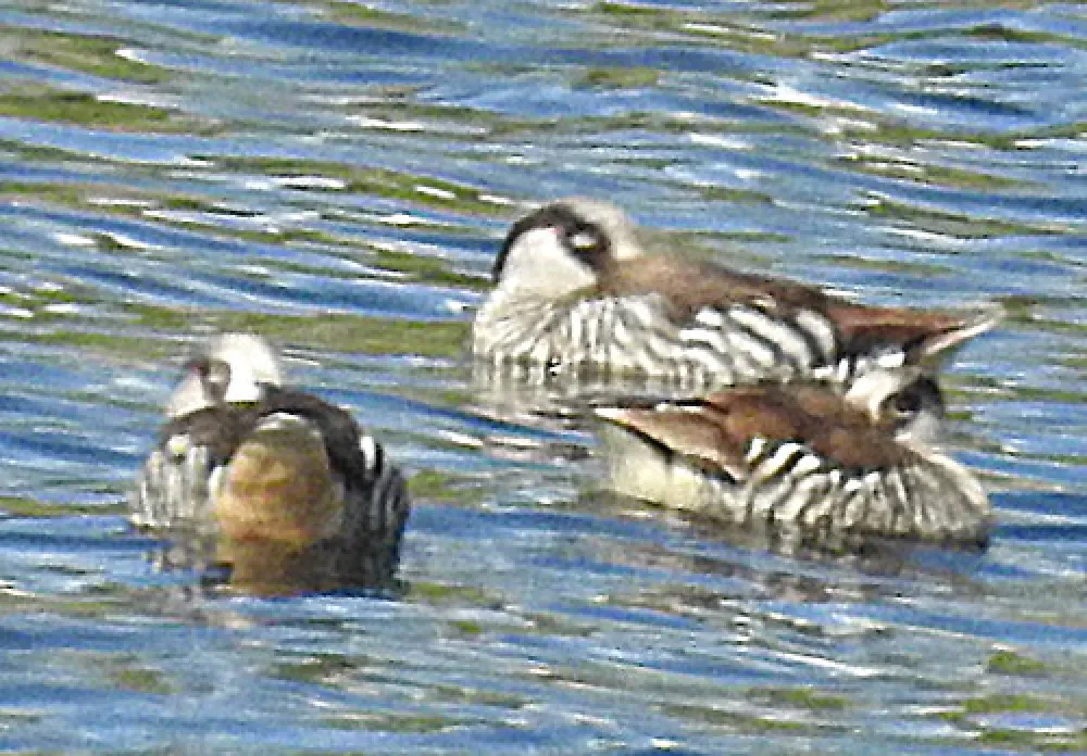 Carcoar Dam Campground