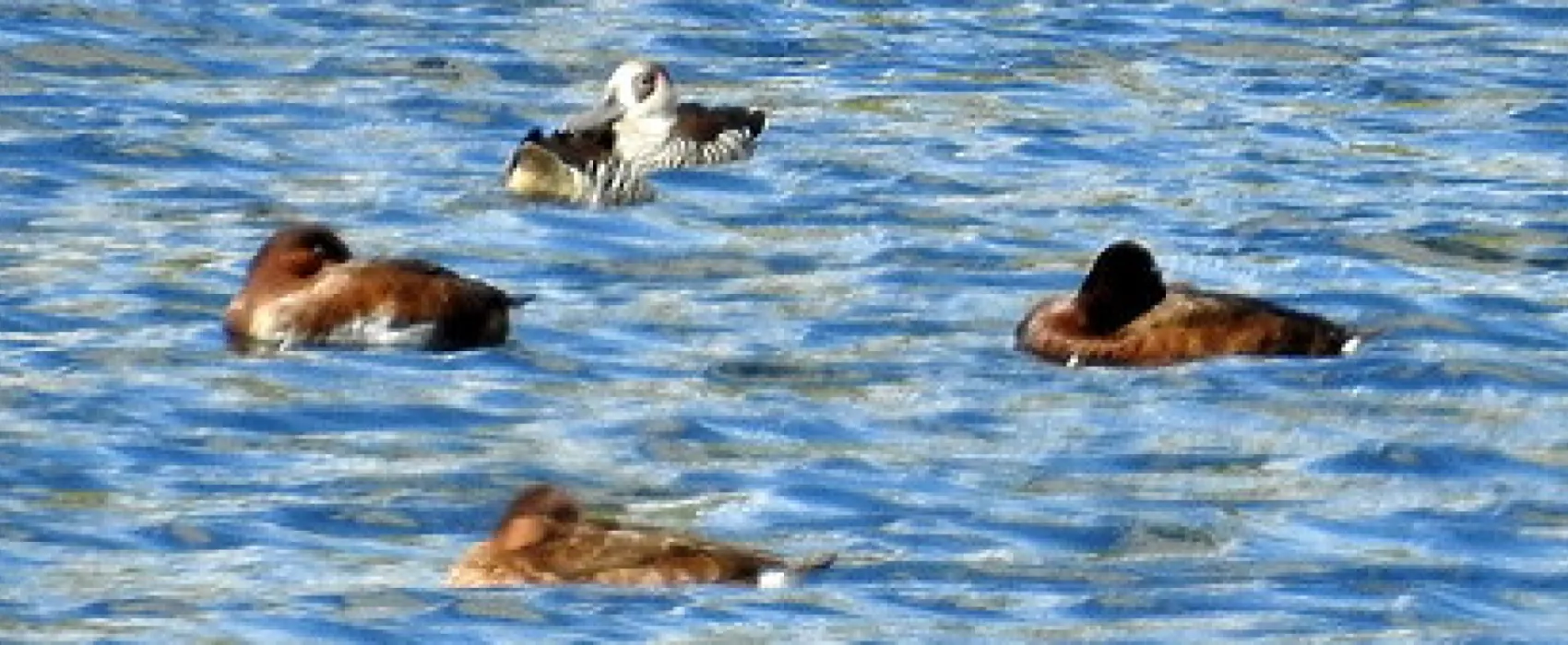 Carcoar Dam Campground