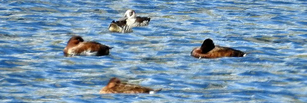 Carcoar Dam Campground