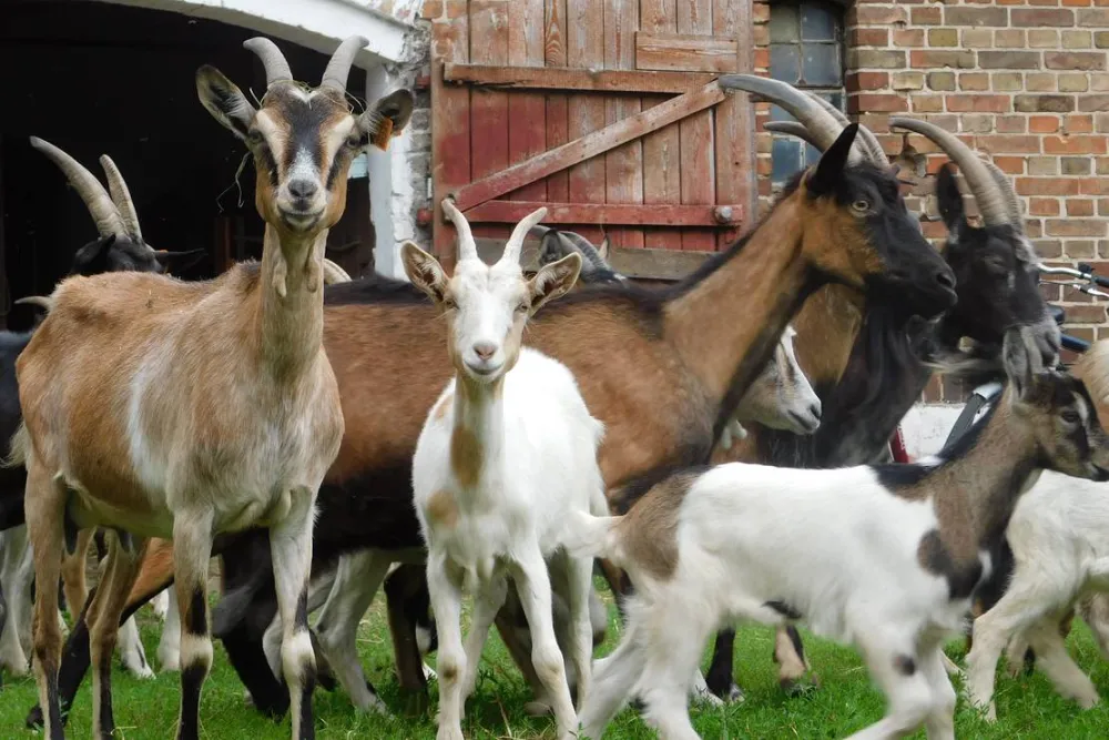 Ecotouristfarm Na Łęgach