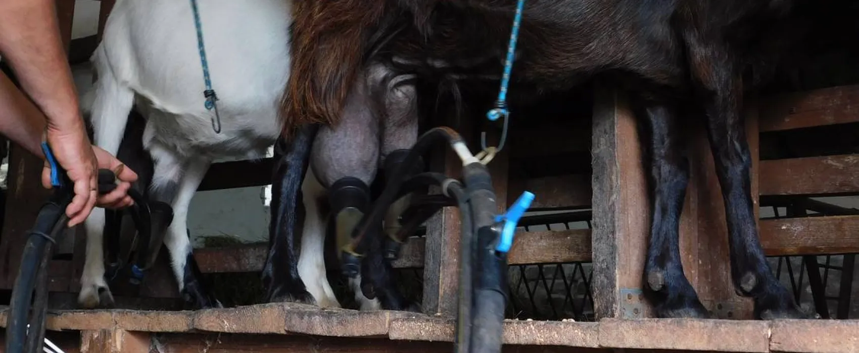 Ecotouristfarm Na Łęgach