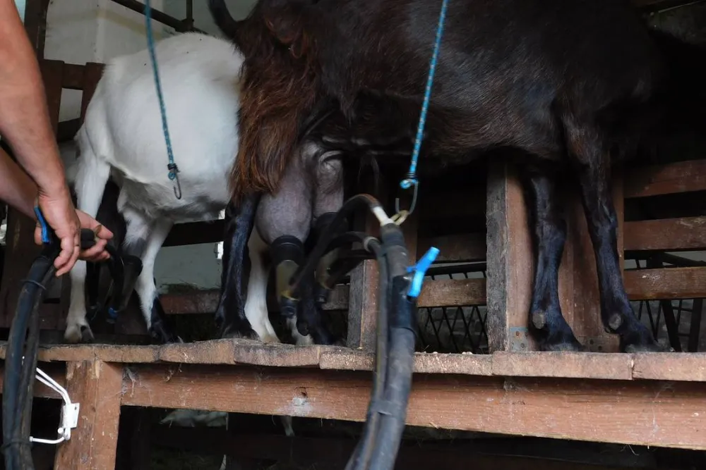 Ecotouristfarm Na Łęgach