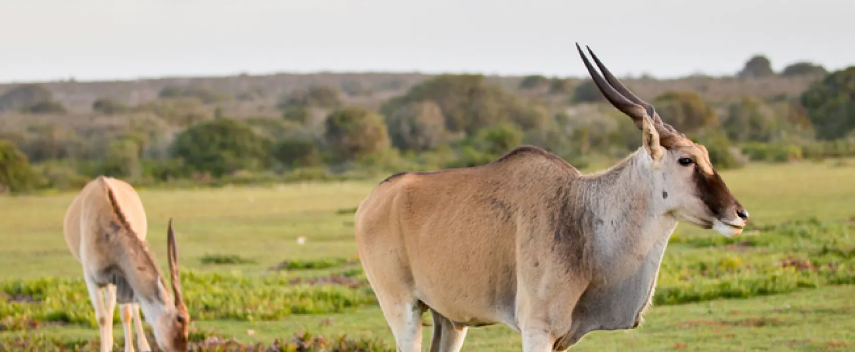 Opstal Camp Rondawels