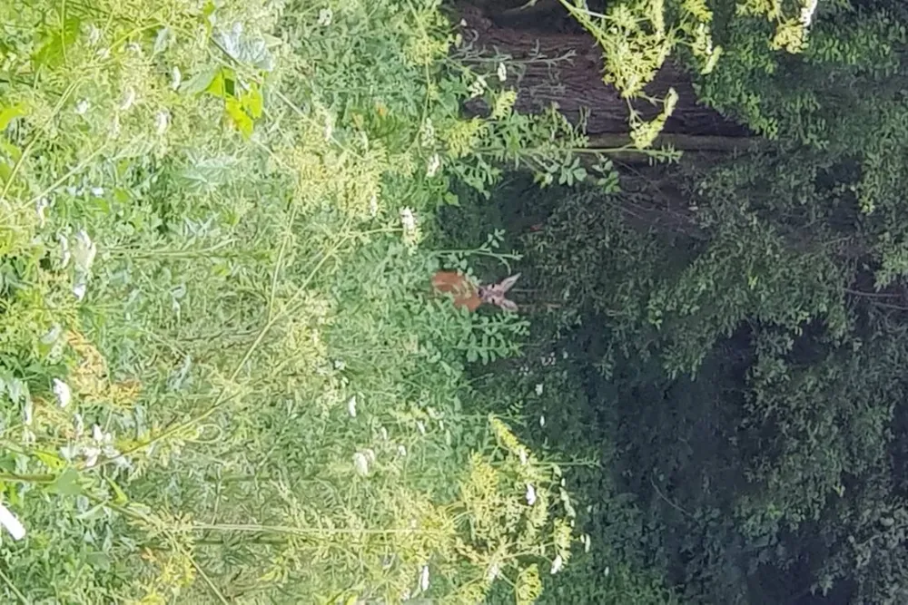 Camping - Starite Borove, Old Pines