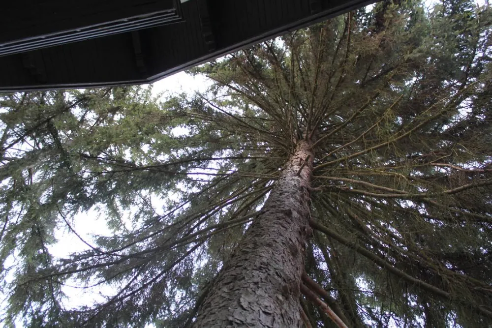 Camping - Starite Borove, Old Pines