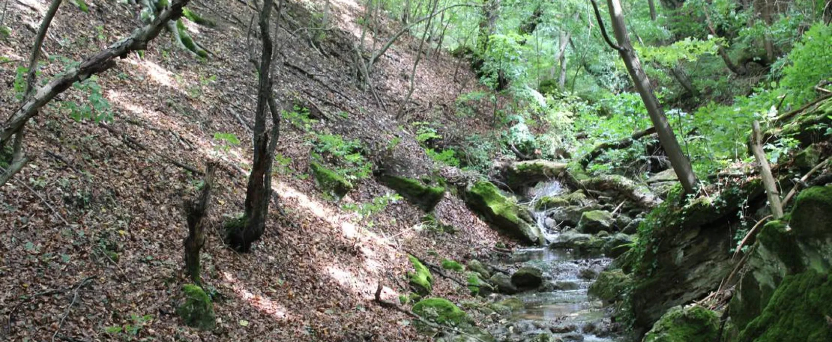 Camping - Starite Borove, Old Pines