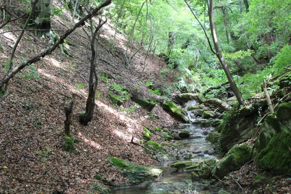 Camping - Starite Borove, Old Pines