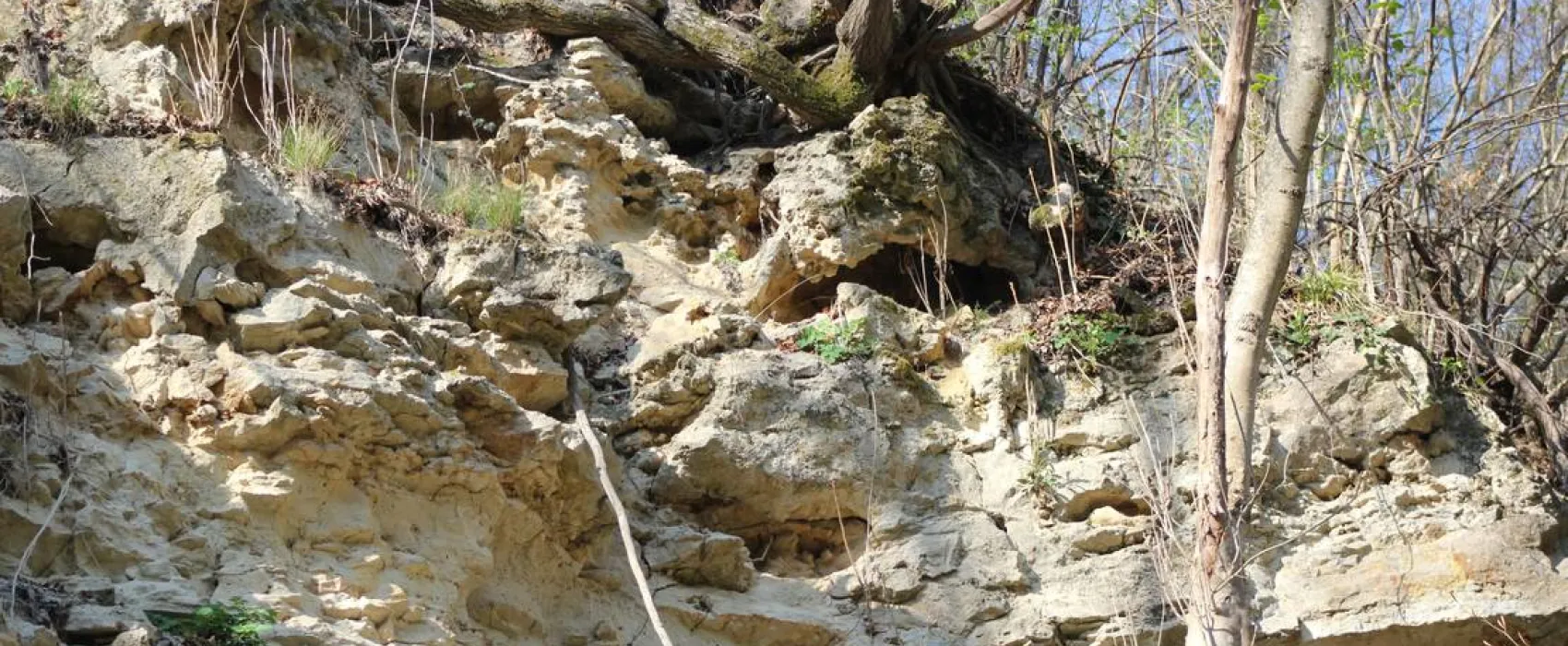 Camping - Starite Borove, Old Pines