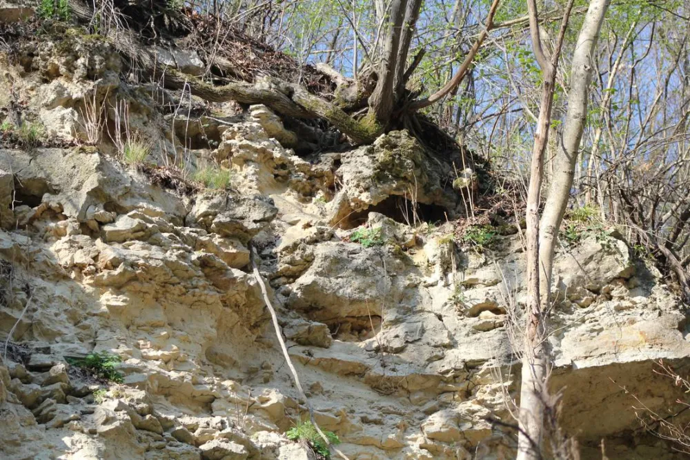Camping - Starite Borove, Old Pines